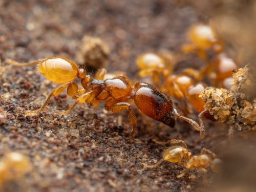 对跖大头蚁Pheidole antipodum