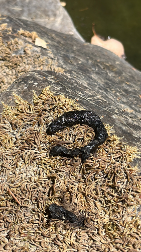 iNaturalist observation photo of American Mink