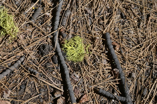 iNaturalist observation photo of Wolf Lichens