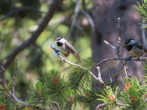 iNaturalist observation photo of Mountain Chickadee