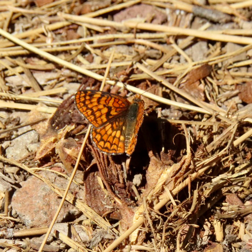 iNaturalist observation photo of Northern Checkerspot
