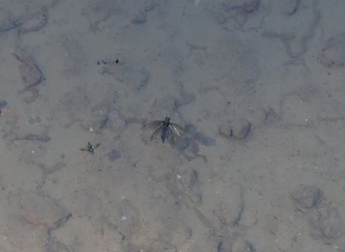 iNaturalist observation photo of Winged and Once-winged Insects