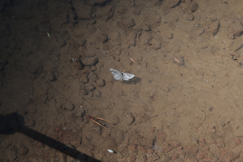 iNaturalist observation photo of Geometer Moths