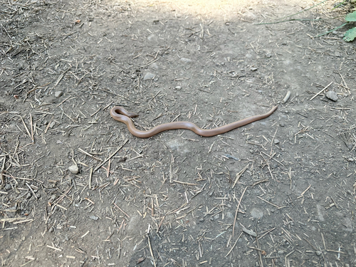 iNaturalist observation photo of Northern Rubber Boa