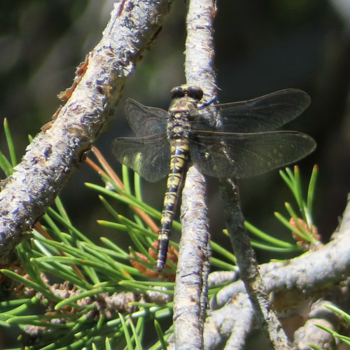 iNaturalist observation photo of Black Petaltail