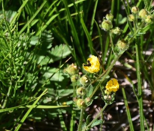 iNaturalist observation photo of Beetles