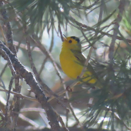 iNaturalist observation photo of Wilson's Warbler
