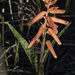 Lachenalia bulbifera - Photo (c) Dave McDonald, todos los derechos reservados, uploaded by Dave McDonald