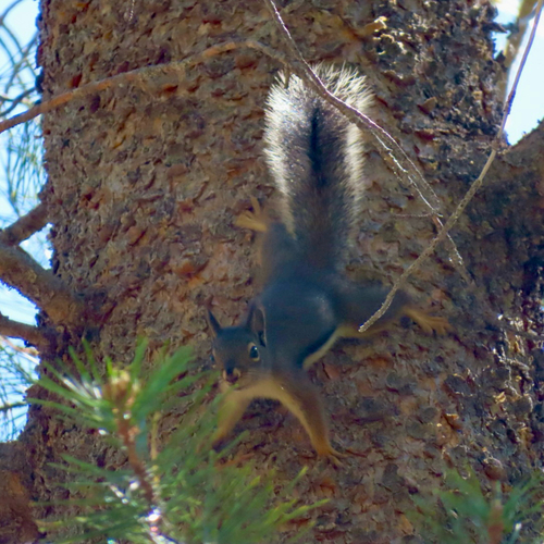 iNaturalist observation photo of Douglas's Squirrel