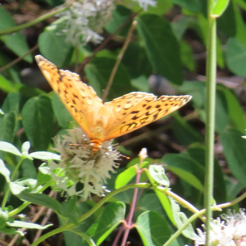 iNaturalist observation photo of Greater Fritillaries