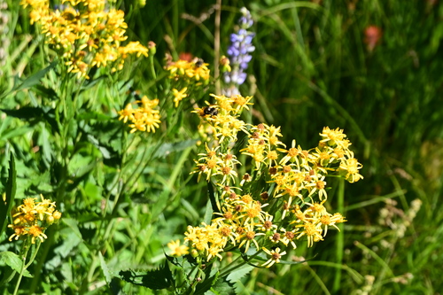 iNaturalist observation photo of Vancouver Bumble Bee