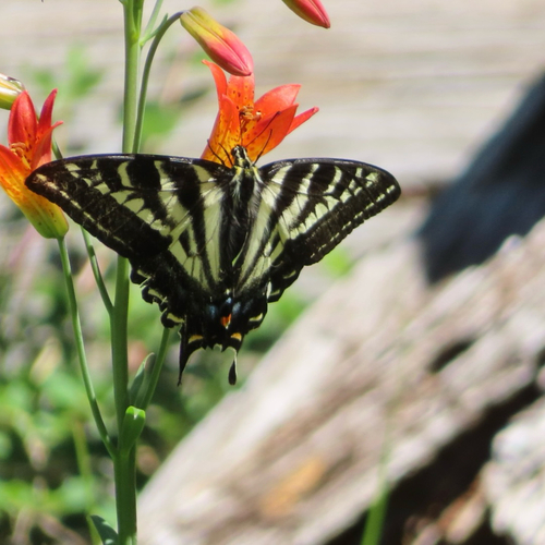 iNaturalist observation photo of Pale Swallowtail