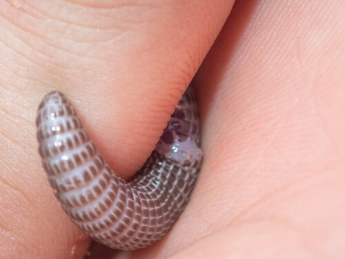 Tangier Worm Lizard