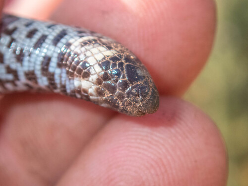 Checkerboard Worm Lizard (Western)
