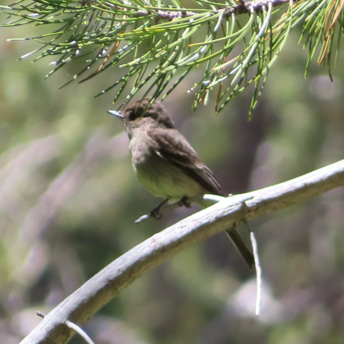 iNaturalist observation photo of Western Wood-Pewee