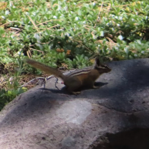 iNaturalist observation photo of Western Chipmunks
