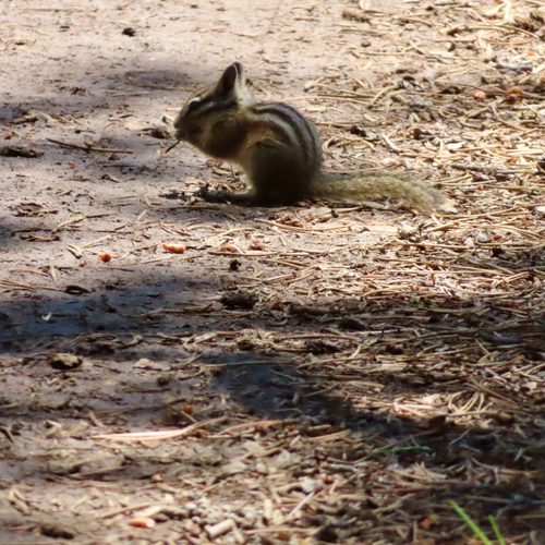 iNaturalist observation photo of Long-eared Chipmunk