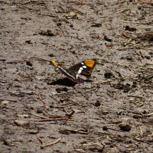 iNaturalist observation photo of California Sister