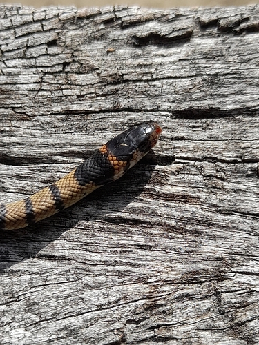 Eastern Brown Snake sighting