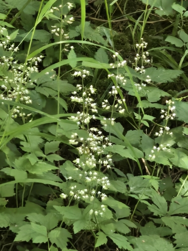 Threeleaf Foamflower