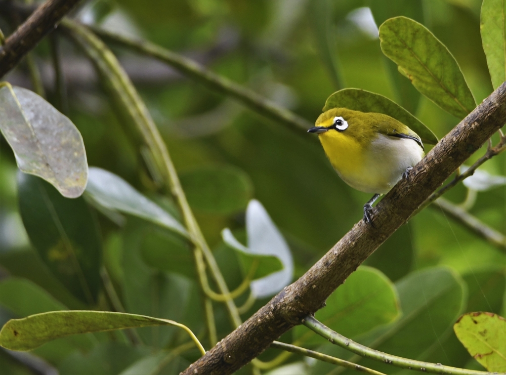 Anjouan White-eye photo