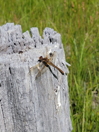 iNaturalist observation photo of Meadowhawks