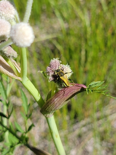 iNaturalist observation photo of Yellow Velvet Beetle