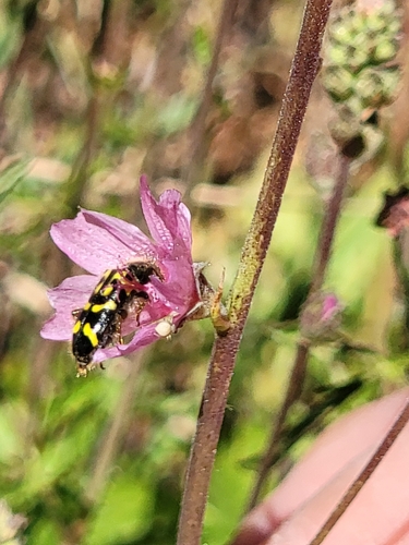 iNaturalist observation photo of Ornate Checkered Beetle