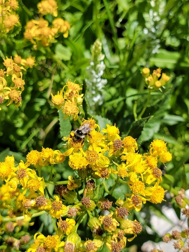 iNaturalist observation photo of Vancouver Bumble Bee