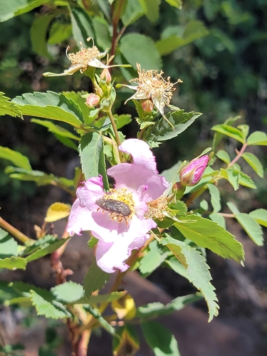 iNaturalist observation photo of Acmaeodera vandykei