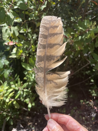 View observation of {o.common_name} on iNaturalist