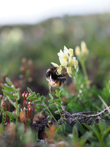 Johansen's Bumble Bee
