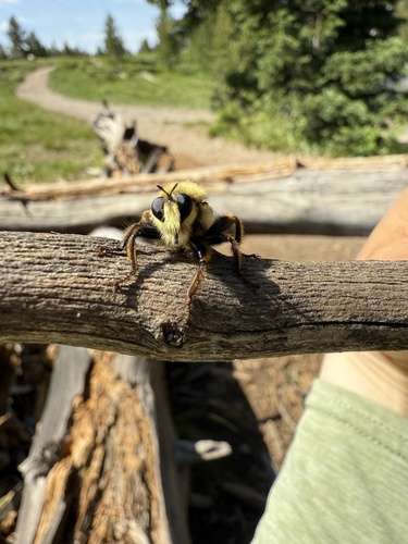 Unknown species found near Grand Teton National Park, Moran, WY, US