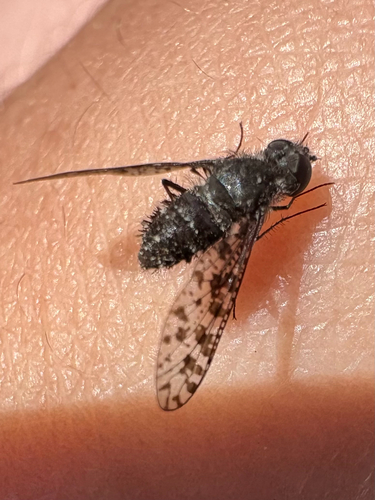 Unknown species found near Rocky Point Loop Rd, Plummer, ID, US