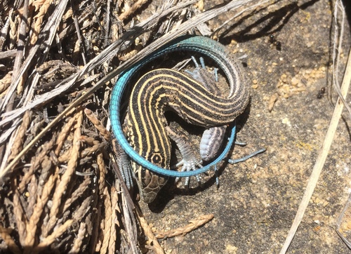 Little Striped Whiptail