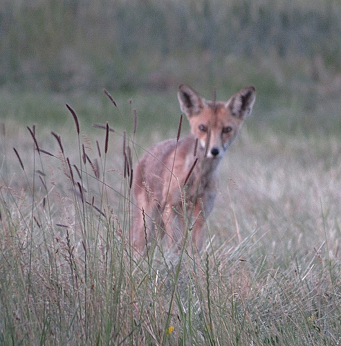 Red Fox