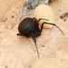 Latrodectus dahli - Photo (c) naturalist, all rights reserved, uploaded by naturalist