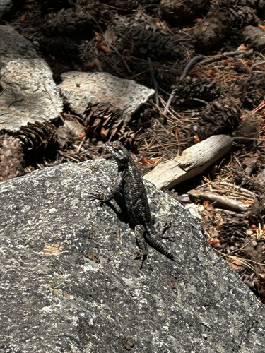 iNaturalist observation photo of Western Fence Lizard