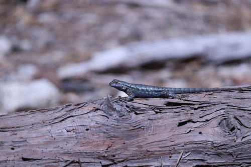 iNaturalist observation photo of Western Fence Lizard