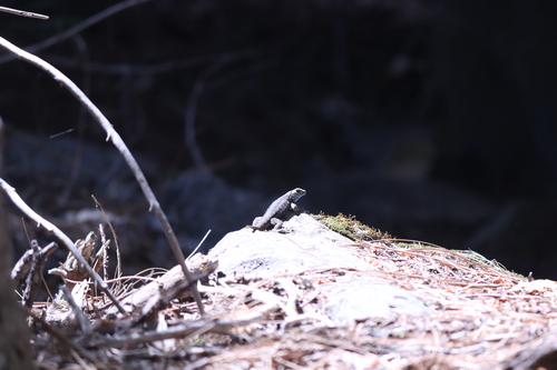 iNaturalist observation photo of Western Fence Lizard