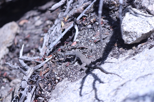 iNaturalist observation photo of Western Whiptail
