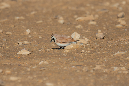 Temminck's Lark