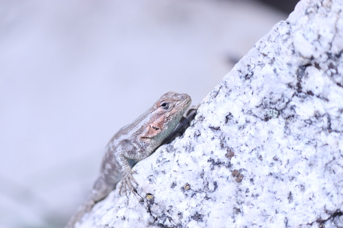 iNaturalist observation photo of Common Sagebrush Lizard