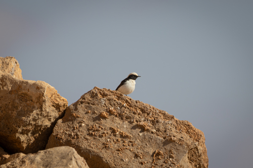 Mourning Wheatear