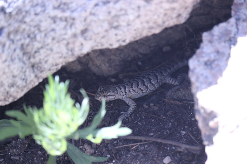 iNaturalist observation photo of Western Fence Lizard
