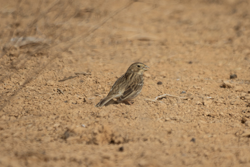 Corn Bunting