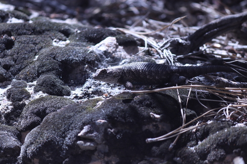 iNaturalist observation photo of Spiny Lizards