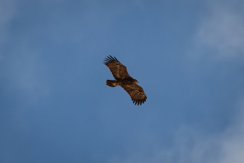 Steppe Eagle