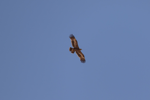 Steppe Eagle