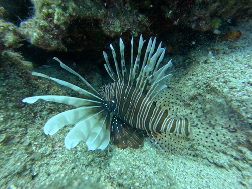 Pterois miles